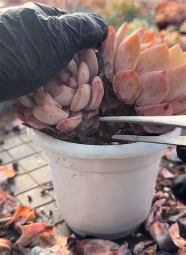 Relaxing ASMR Succulent Leaf Peel Sounds