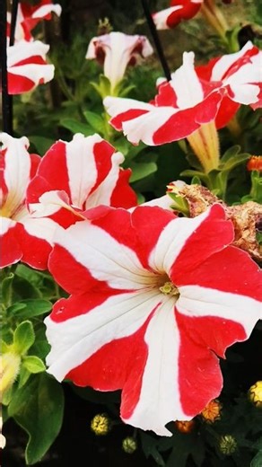 ❤️🥰🫰👌🫶