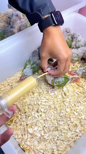 11K views · 3.7K reactions | The first brood of Sun Conures has arrived! 列 Hand-raised Sun Conures - Daily Life Sharing | Kasim Birds Farm | Facebook