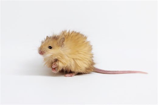 Scientists ‘bring back’ the woolly mammoth… as this mouse |BBC Science Focus Magazine