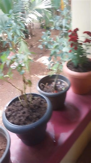 Shaji Shaji on Reels