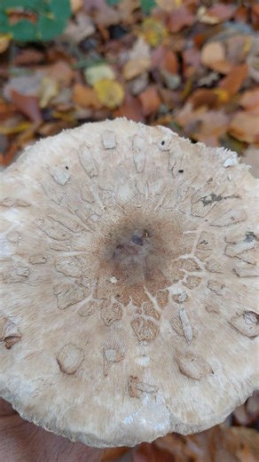 La Coulemelle : champignon comestible, apprécié des cueilleurs. Chaque automne, la coulemelle (Macrolepiota procera pour les intimes) fait son grand show dans les forêts françaises. Avec son allure de parasol chic et son chapeau XXL (jusqu’à 30 cm !), impossible de la manquer. Les amateurs de nature la photographient, les gourmands la poêlent, et les mycologues… la vénèrent un peu. Comment la reconnaître sans se tromper Bonne nouvelle : la coulemelle ne joue pas à cache-cache. Chapeau : d’abord 