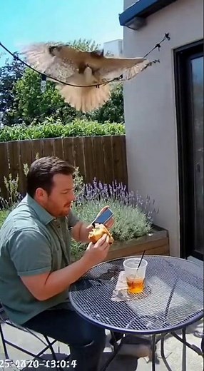 Hawk Attacks Man in Shocking Moment | Real CCTV Footage 🦅😨