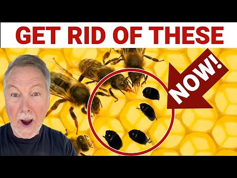 Beekeeping Means Controlling Small Hive Beetles