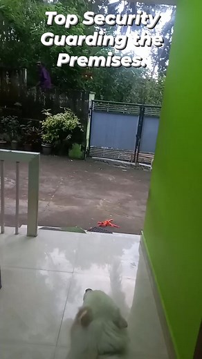 8.4K views · 147 reactions | Pomeranians are best guard dogs. I have three Indie- Pom mix (Probably, as I rescued them as puppies, so don't know the exact breed) with me. Best Protectors. #SaveDelhiDogs2025 #savedelhincrdogs #animalsheltersinindia #nodogsnovote #saveindianstreetdogs #SaveIndianDogs #delhidog #indiedogslife #voicelessanimals #saveanimalslives #VoicelessSouls #voiceless | Rahul Sinha | Facebook