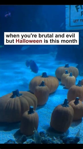 🎃 | The Circle Pit