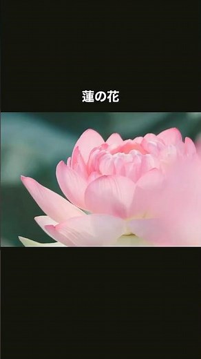 蓮の花の写真の撮り方 #蓮の花#花 #写真の撮り方