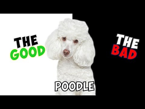 POODLE - PROS & CONS