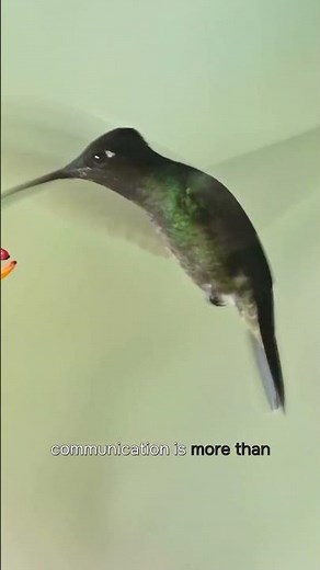Animal symbolism of the hummingbird