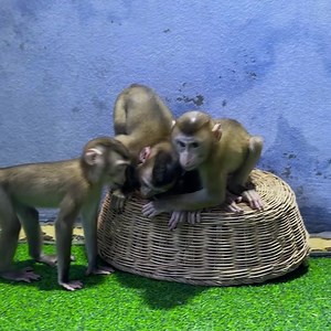 3.5K views · 217 reactions | Milk time .... For all love. | Tom & Jerry Family | Facebook