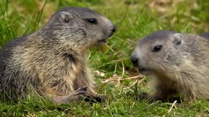 Caught these marmots in their daily sparring match