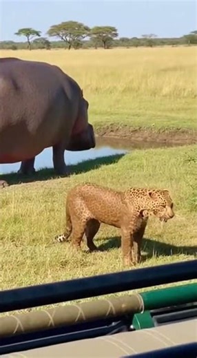 Leopard’s Attack Fails Instantly Against Hippo