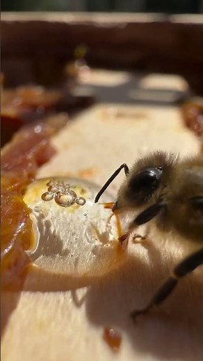 22BEE — L’eleganza essenziale del miele e delle sue api