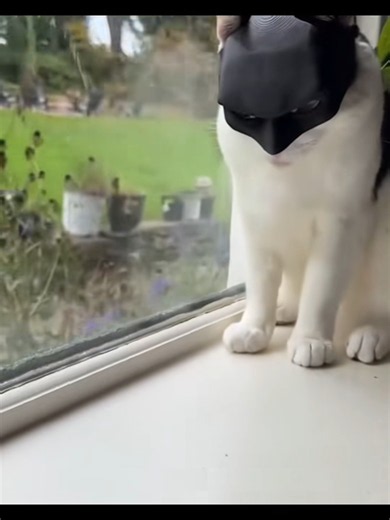 Funny Cats Compilation: Hilarious Pet Moments in 60s