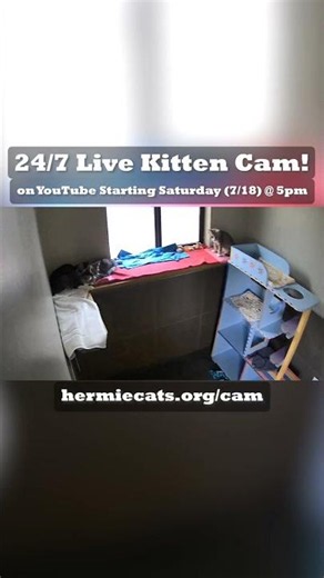 Something Tiny Is Coming... The Hermitage Kitten Cam Launches Saturday