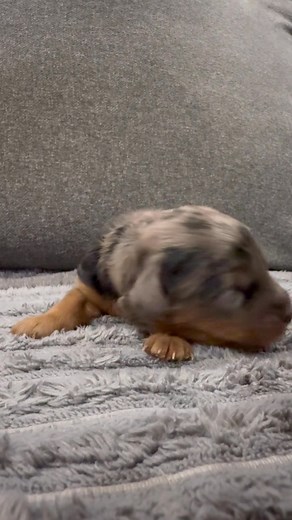 18 reactions | Say Hello to Cedar!  One of Zoe’s breathtaking F1b Merle Cavapoos — those markings, that face… we can’t handle the cuteness!  | Timeless Family Doodles inc. | Facebook