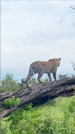 Leopard Resting on a Tree Branch | Big Cat Behavior Explained | #kenya #tanzania #southafrica