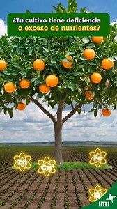 🌱 ¿Estás considerando el balance nutricional de tu cultivo? Para entender el complejo mundo de la nutrición vegetal y mantener a las plantas creciendo sanamente, necesitamos comprender las funciones de cada nutriente y cómo interactúan entre sí. 💡 La ley del mínimo de Liebig nos recuerda que el crecimiento de las plantas no depende de la cantidad total de nutrientes disponibles, sino del nutriente más limitante en un momento determinado. Los nutrientes no actúan de forma aislada: trabajan en c