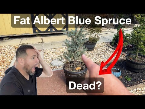 Huge Problem With My Conifer Colorado Blue Spruce [Dead?] Let’s Find Out Together.