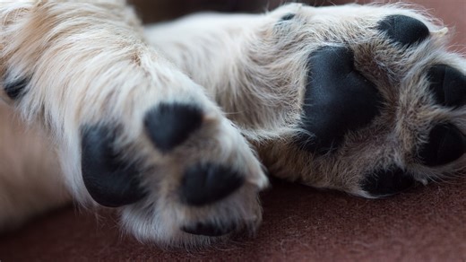 'One of the most disturbing animal cruelty cases I have seen' | Man charged after police find photos, video of him with sister's slaughtered dog