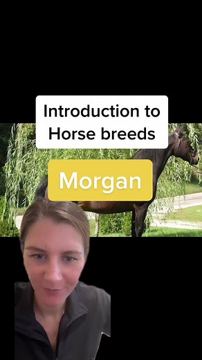 Meet the Majestic Morgan Horse