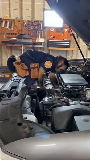 Monkey mechanic repairing a car