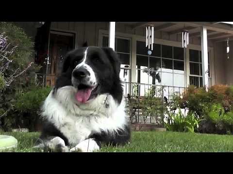 Comfortis for Dogs: How This Chewable Flea Medication Works