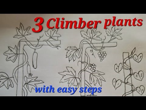 Climber plant drawing easy, Draw climbers easy, Draw climber plants easy, How to draw climber plants