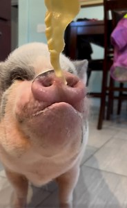 Kitchen Chronicles: Rainbow’s Hilarious Pasta Testing Struggle