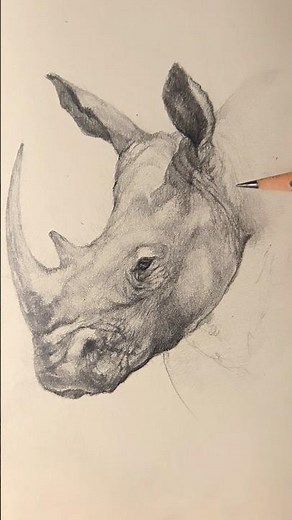 Drawing a Detailed Rhinoceros Head — Realistic Sketch Study
