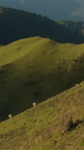 Grass-fed red meat is naturally richer in nutrients, higher in good fats like omega-3s, and packed with antioxidants. Raised on open pastures all year round, it delivers fuller flavor, natural tenderness, and premium quality.💚 | Silver Fern Farms