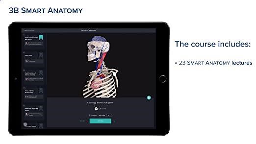 3B Scientific Arm Skeleton with Scapula and Clavicle Model + free anatomy software - 3B Smart