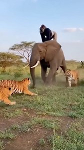 When a tiger attacks the gorilla, the gorilla cleverly climbs onto an elephant’s back. The tiger roars in frustration below, while the gorilla stays safe and outsmarts the predator. 🐒🐅🐘😂 #GorillaVsTiger #CleverEscape #WildlifeDrama #AnimalAdventure | Wild Nature USA