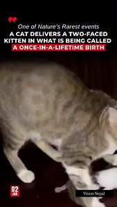 🐾 One of Nature’s Rarest Events: Two-Faced Kitten Born! 🐾 A truly extraordinary event has amazed the world — a cat has given birth to a two-faced kitten, a phenomenon so rare it’s often called a once-in-a-lifetime birth. This condition, known as diprosopus, occurs due to a rare genetic mutation that causes facial duplication. The kitten has two noses, two mouths, and four eyes, all on a single body. While most two-faced kittens face serious health challenges and rarely survive, this unique bir