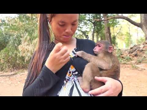 Heartbreaking Reaction Abandoned Stumptail Baloo Cries for Mom KT—Watch Him Beg for Protection!