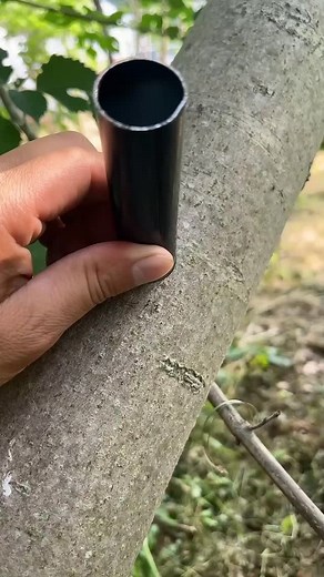 Great tips for graft the fruits trees like a pro! #trandingreels♥️ #nextgenhm #strong #trick #perfectnails #join | nextgenhm