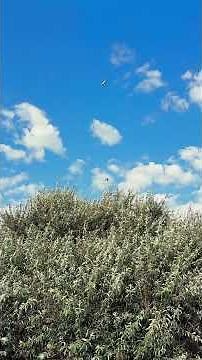 Tree Welcoming Swallows 🌳