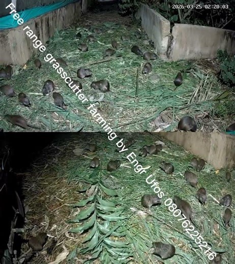 free range grasscutter farming