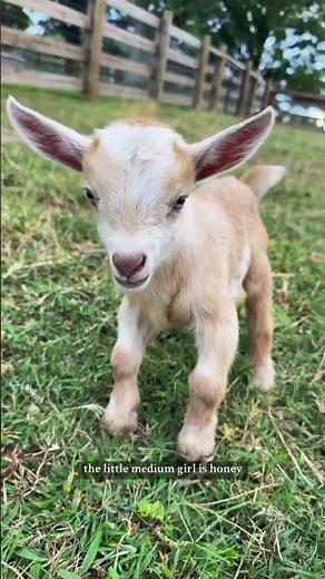 Throwback! Meet our baby goats and their adorable names