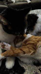 140K views · 6.5K reactions | Bath time! 閭 #cat #cute #kitten #cats #asmr mr.kitters.the.cat | Mr. Ducky the Cat | Facebook