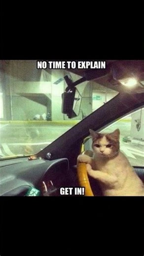 No time to explain, get in! 😭