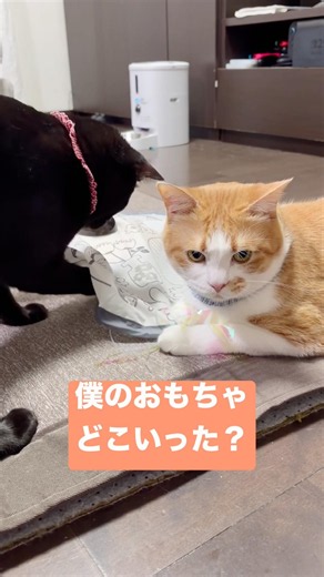 いつも隠されてます🤭笑 #ムーンスター #スピカ #スノー #キャッチミーイフユーキャン #猫おもちゃ #保護猫 #保護猫5匹 #猫のいる暮らし #cat #cutecat