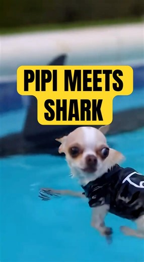 Pipi goes swimming and meets a shark, and the ending...🐶😆 #shorts