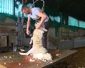 35K views · 515 reactions | Sheep Shearing -- A sheep being sheared on a Co. Derry farm -- Amazingly fast! | Videos of Irish Farming Life | Facebook