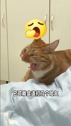 Why Does a Cat Yawn? Unveiling the Secrets
