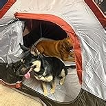 Camping Tent 2 Person, Waterproof Windproof Tent with Rainfly Easy Set up-Portable Dome Tents for Camping…