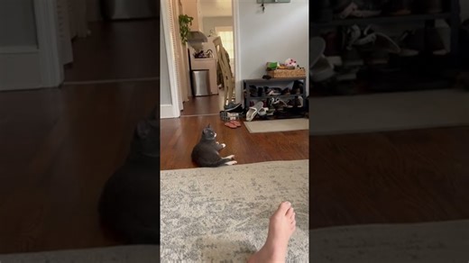 Kitty uses cat translator app.