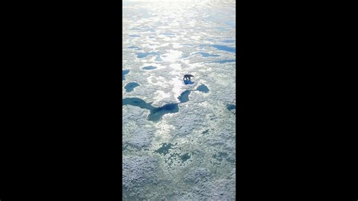 Majestatyczne niedźwiedzie polarne w swoim arktycznym środowisku: niesamowite zdjęcia z drona.