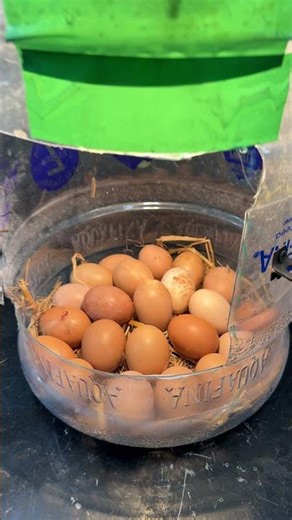 Fantastic idea to hatch an eggs at home