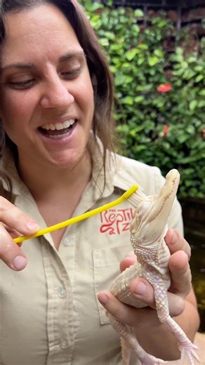So we got another gator here 🐊 who also loves a good scrub 🧼